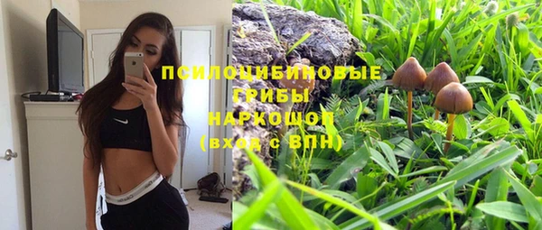 прущие грибы Вязьма